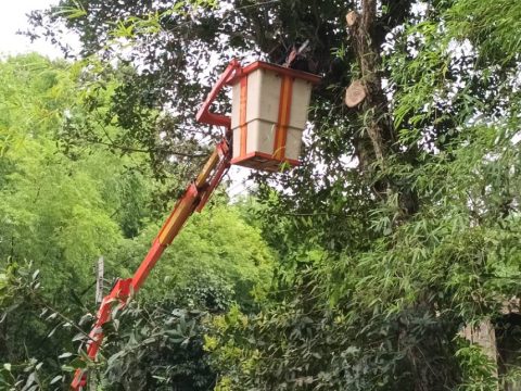 ตัดไม้ไผ่ที่ล้มพาดสายไฟบริเวณถนนสายปู่ตา – บ้านบะหว้าแสก